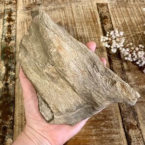 Coral Fossil Chunk 2lbs 8oz Light Grey Color Neutral Decor